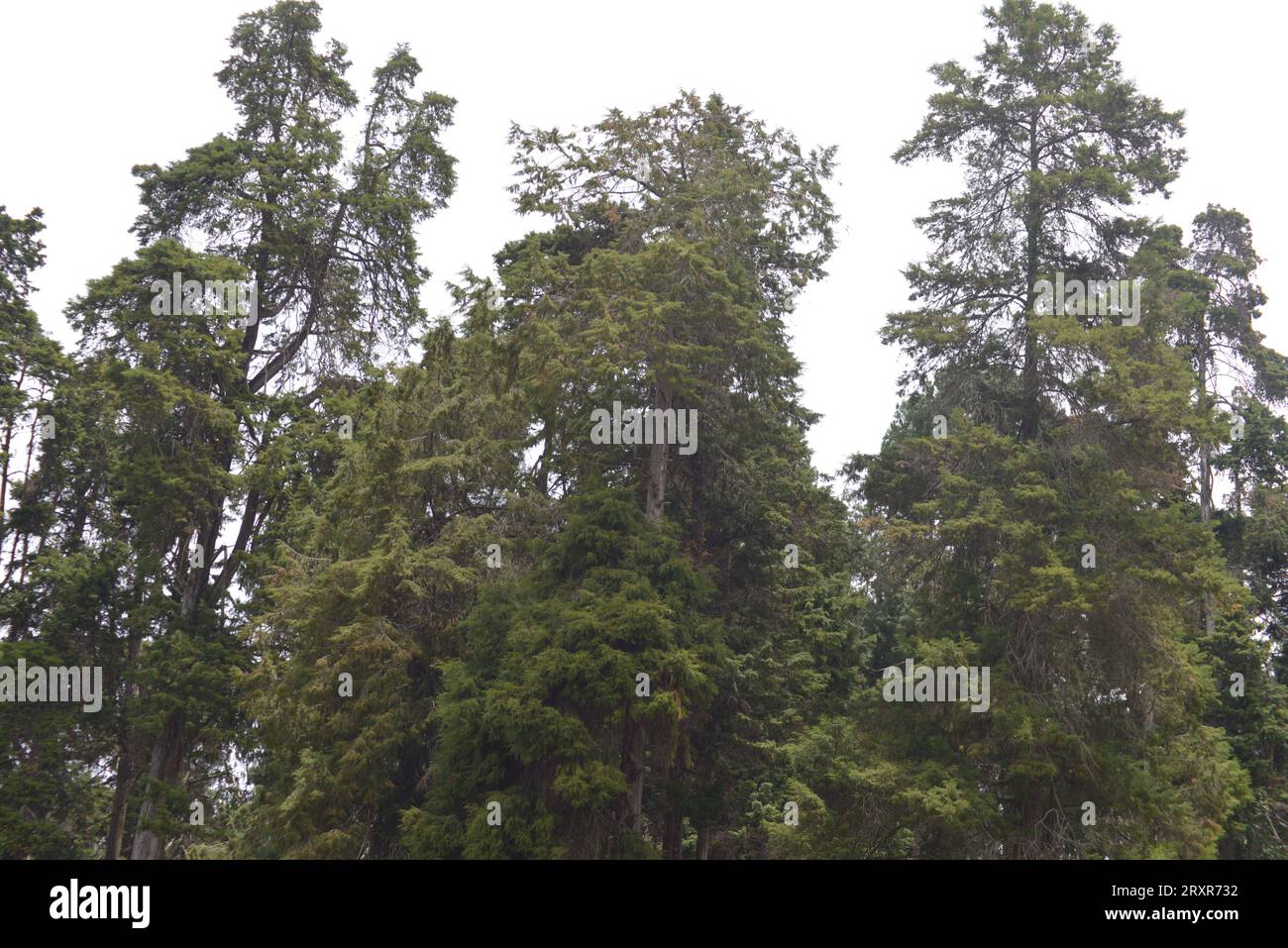 Das ist die Kokospalme, Standort indien. Stockfoto