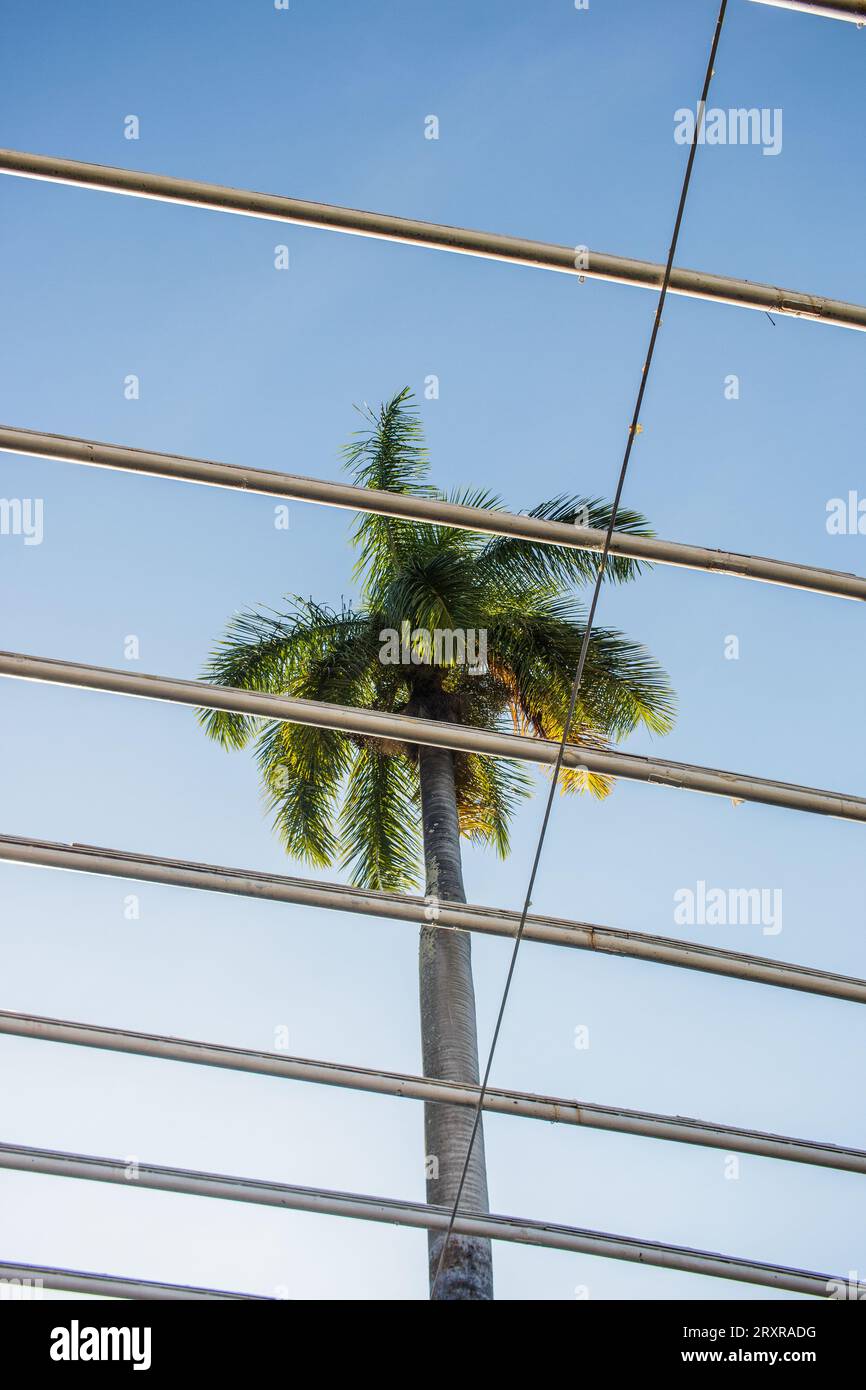 Grüne Palme mit einem schönen blauen Himmel im Hintergrund in Rio de Janeiro Brasilien. Stockfoto