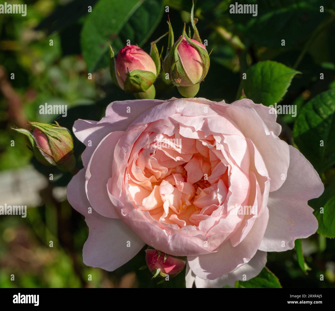 'Gentle Hermione, Ausrumba' Englische Rose, Engelsk ros (Rosa) Stockfoto