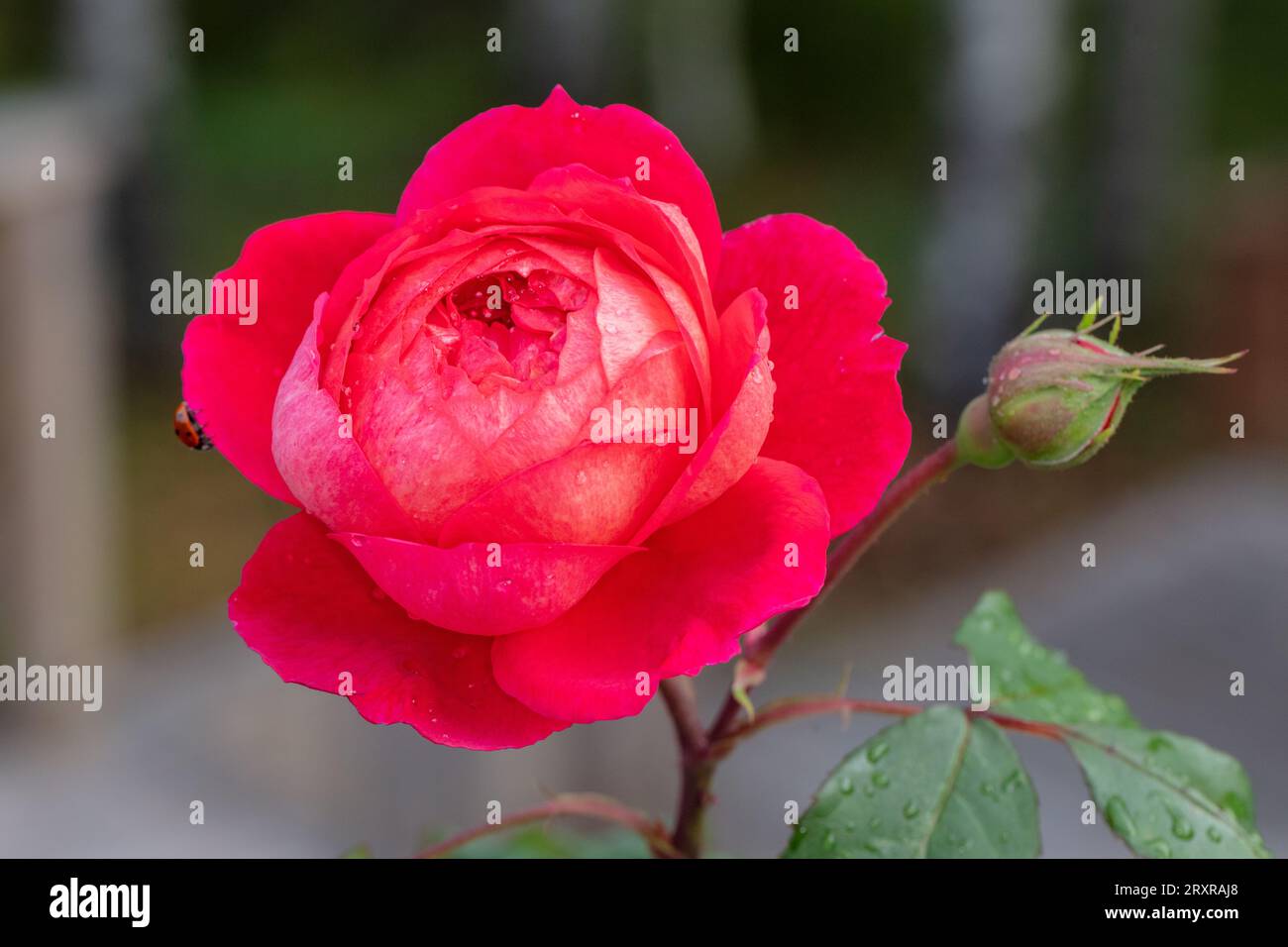 "Benjamin Britten, Ausencart 'English Rose, Engelsk ros (Rosa) Stockfoto