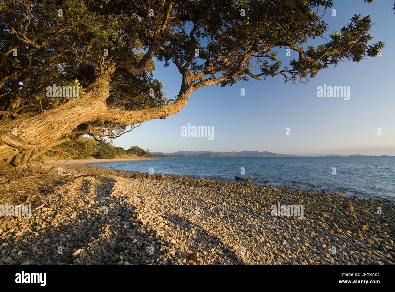 Pohutukawa-Baum auf der Firth of Thames-Seite der Coromandel-Halbinsel, Neuseeland Stockfoto