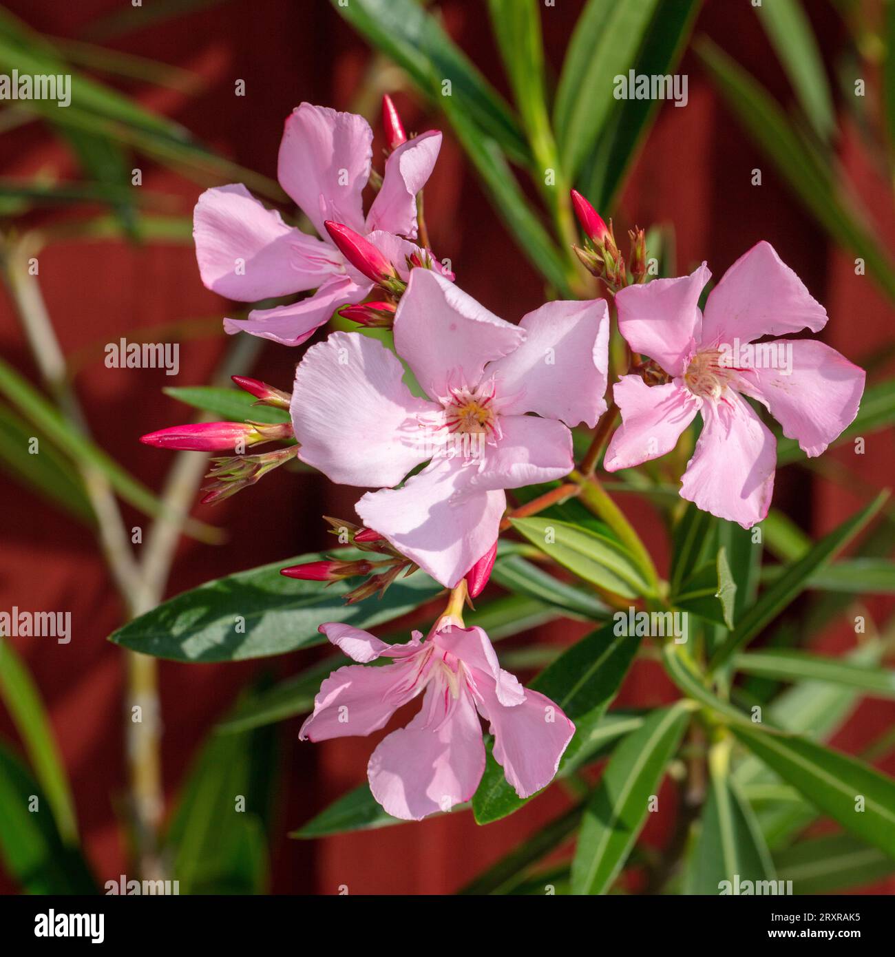 Nerium oleander (Nerium oleander) Stockfoto