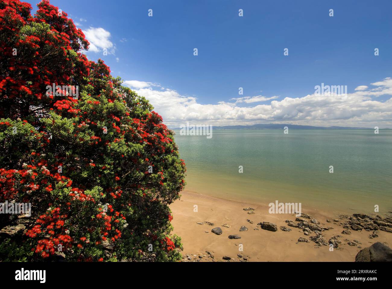 Pohutukawa-Baum auf der Firth of Thames-Seite der Coromandel-Halbinsel, Neuseeland Stockfoto