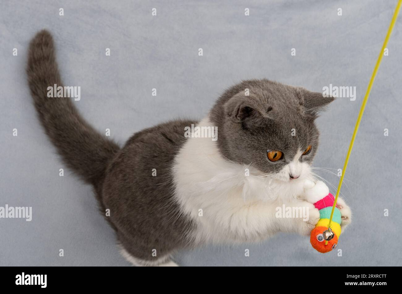 Top View britische Kurzhaarkatze versucht einen Spielzeugwurm zu fangen Stockfoto