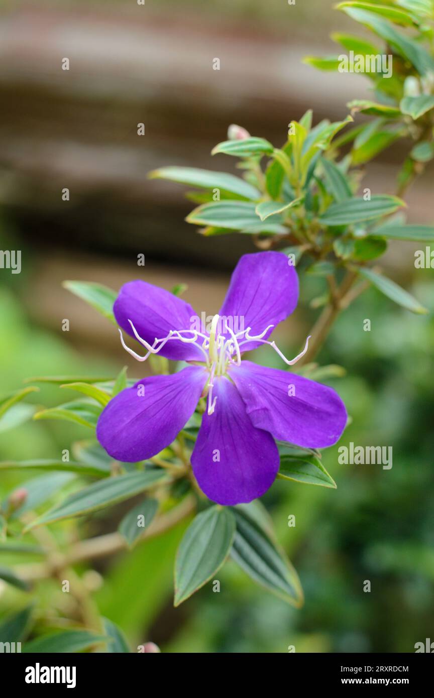 Tibouchina Semidecandra oder Prinzessin Blume Stockfoto