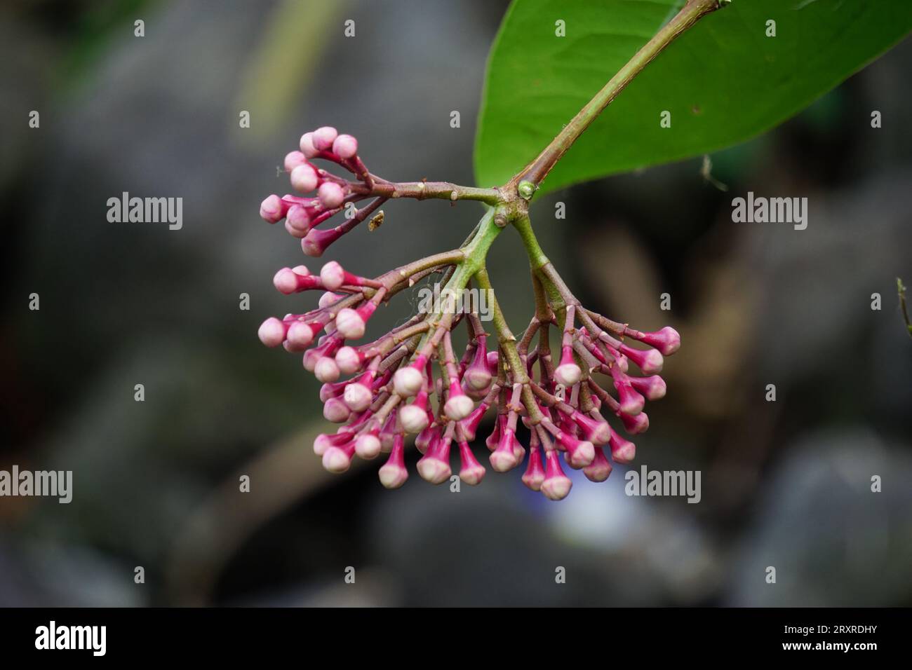 Syzygium densiflorum Fotos und Bildmaterial in hoher Auflösung Alamy