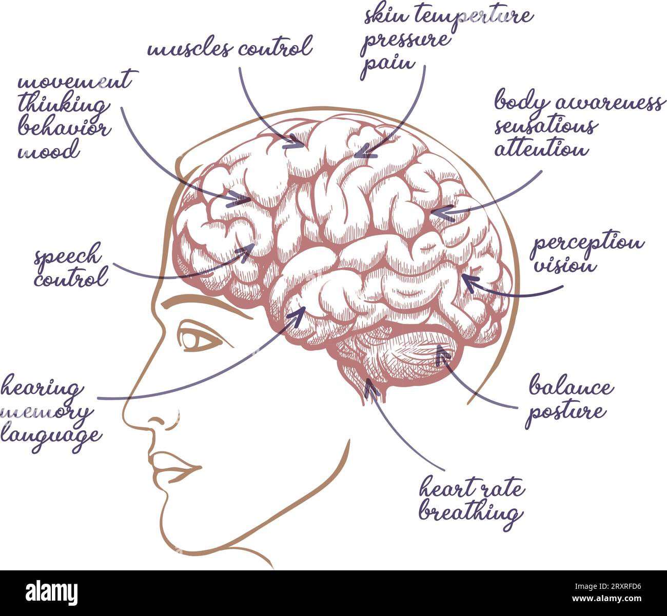 Menschlicher Gehirn Einfach Erklärt Gehirn anatomie seite Stock-Vektorgrafiken kaufen - Alamy