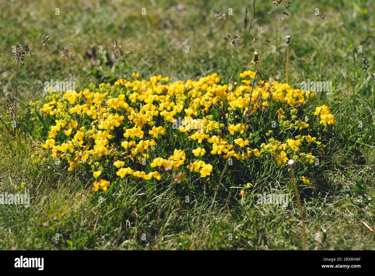 Spanische Ginster oder Carqueixa, Genista tridentata erbsenähnliche gelbe Blüten. Der blühende Genista spanischer, spanischer Besen Stockfoto