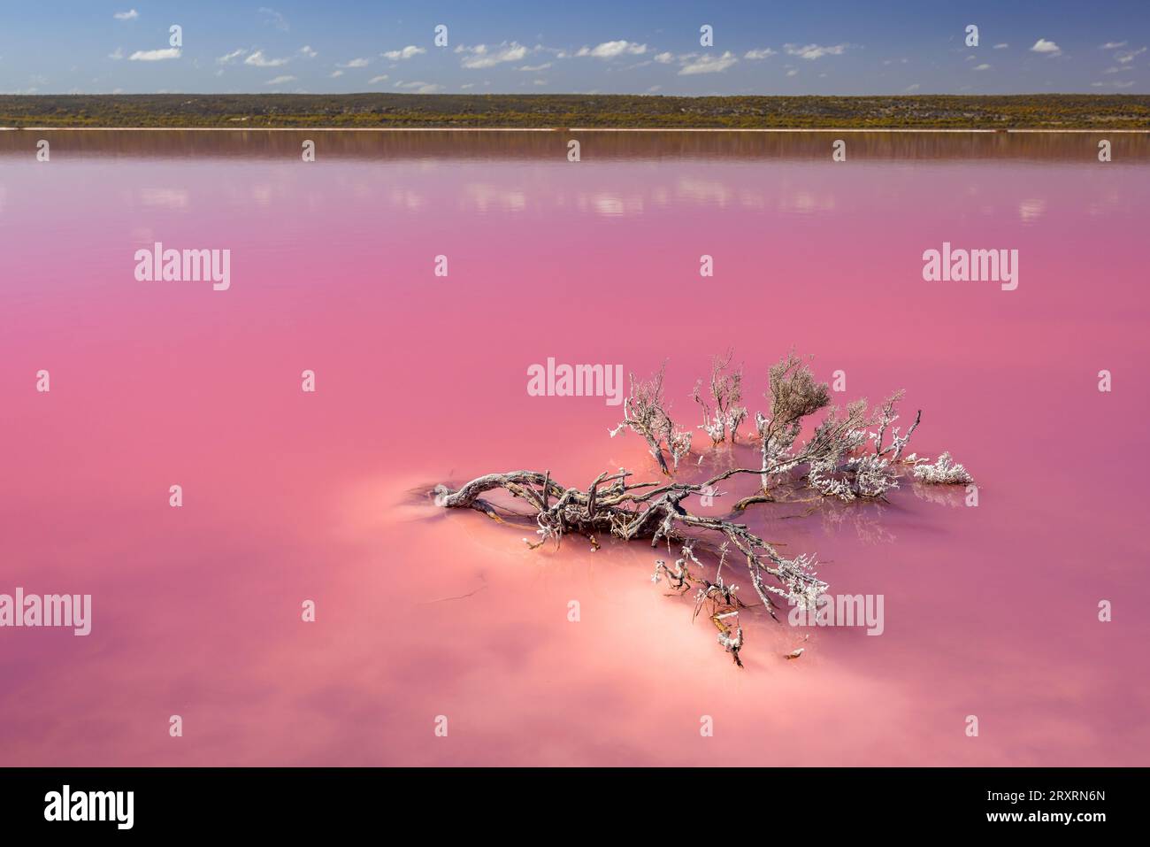 Pink Lake, Hutt Lagoon in der Nähe von Port Gregory, Western Australia Stockfoto