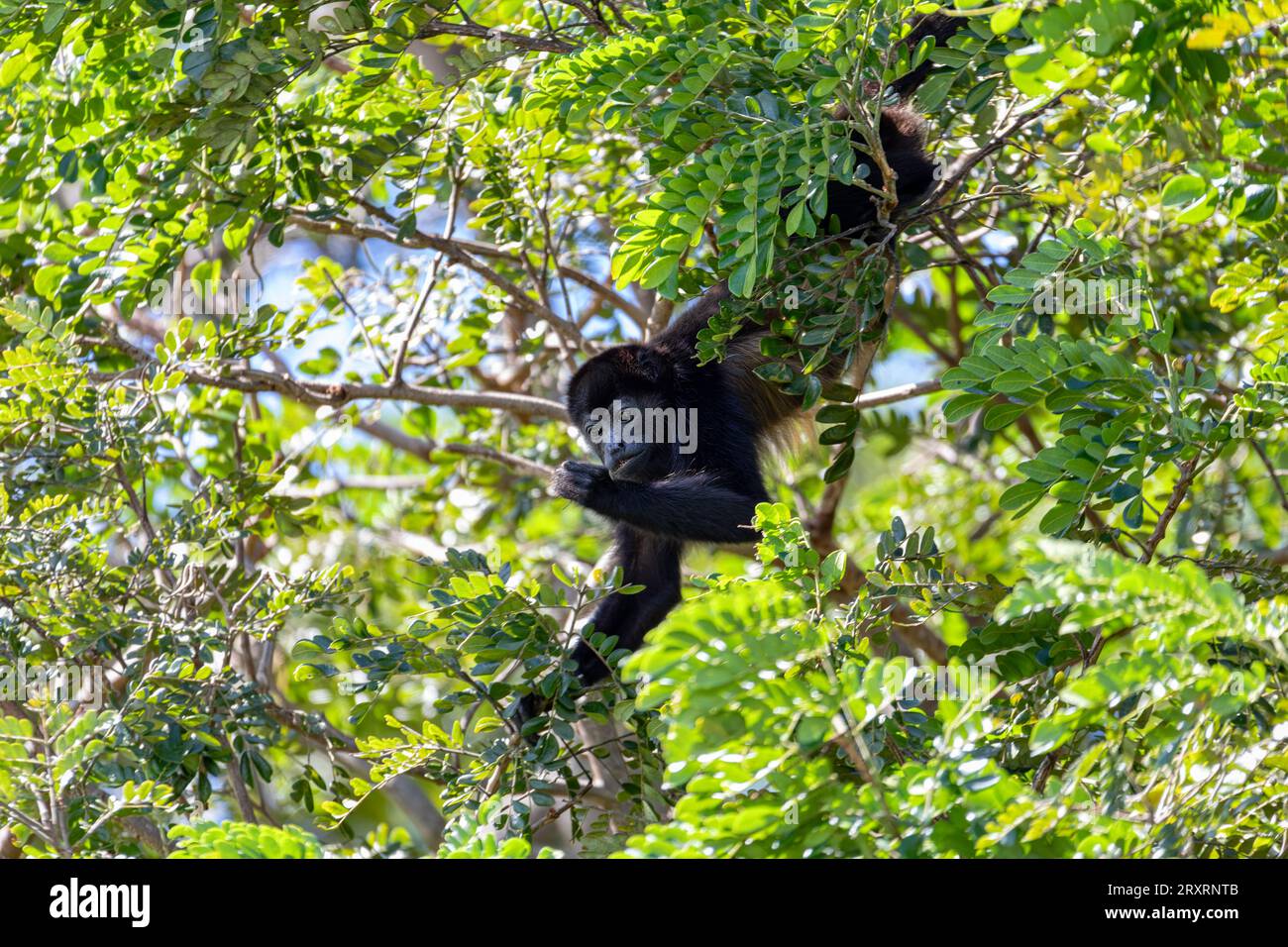 Mangelheuler (Alouatta palliata) oder goldgelber heulender Affe, der sich am Baum ernährt, Fluss Rio Bebedero Guanacaste, Costa Rica Stockfoto