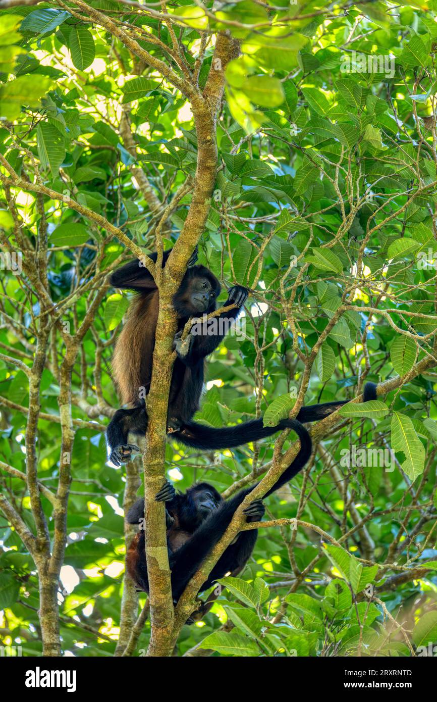 Mangelheuler (Alouatta palliata) oder goldgelber heulender Affe brüllt am Baum, Curu Wildlife Reserve, Costa Rica Wildlife Stockfoto