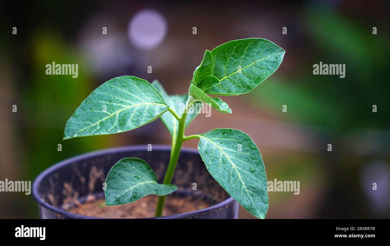 Withania-somnifera-Pflanze. Allgemein bekannt als Ashwagandha (Winterkirsche), ist eine wichtige Heilpflanze, die in Ayurved verwendet wurde. Indischer Ginseng Stockfoto