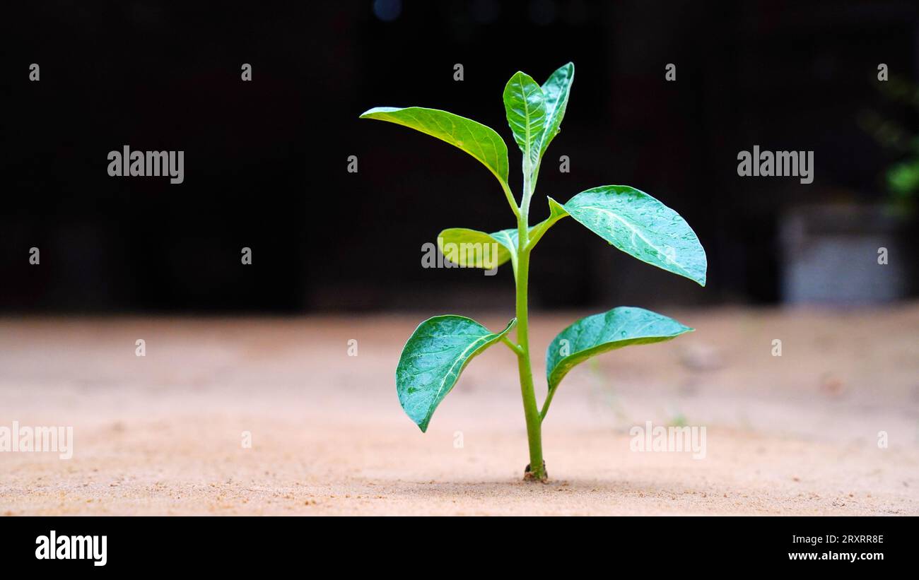 Withania somnifera, auch bekannt als Ashwagandha, indischer Ginseng, Giftstachelbeere oder Winterkirsche, ist eine Pflanze in den Solanaceae Stockfoto