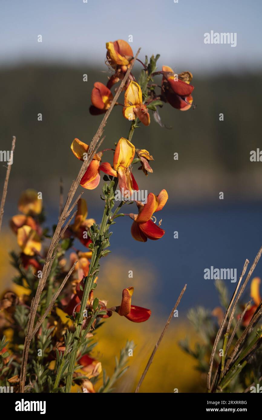 Rote und gelbe Blumen gegen Wasser Stockfoto