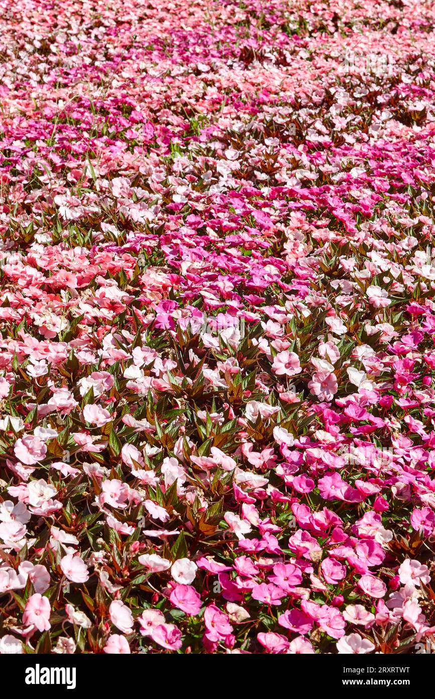 Frühling. Frisches impatiens Walleriana-Blumenfeld. Farbenfroher floraler Hintergrund Stockfoto
