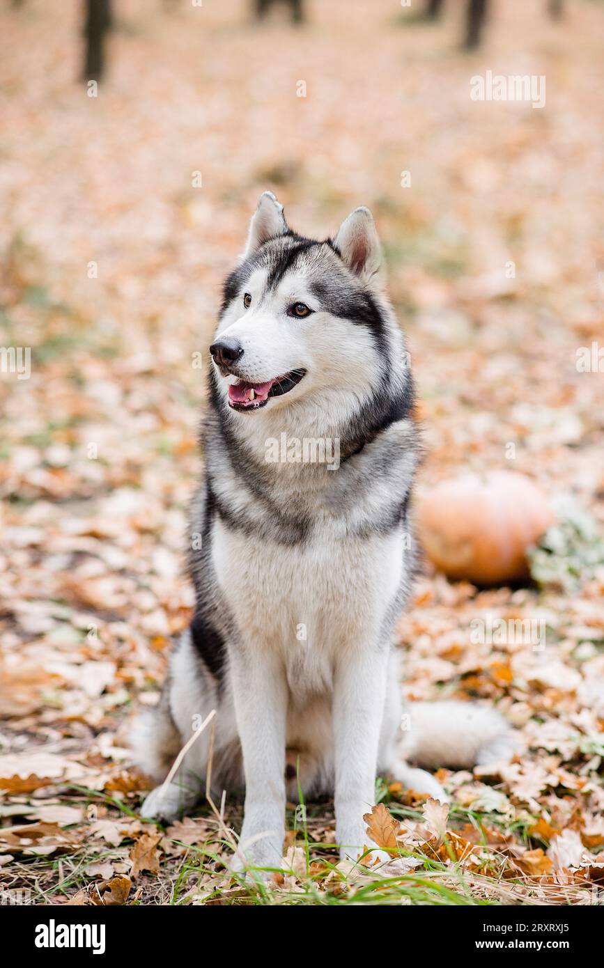 Vertikales Porträt eines Huskys im Herbstwald. Der Hund sitzt mit ausgestreckter Zunge, macht eine Pause von einem Spaziergang und will Wasser. Reisen Stockfoto