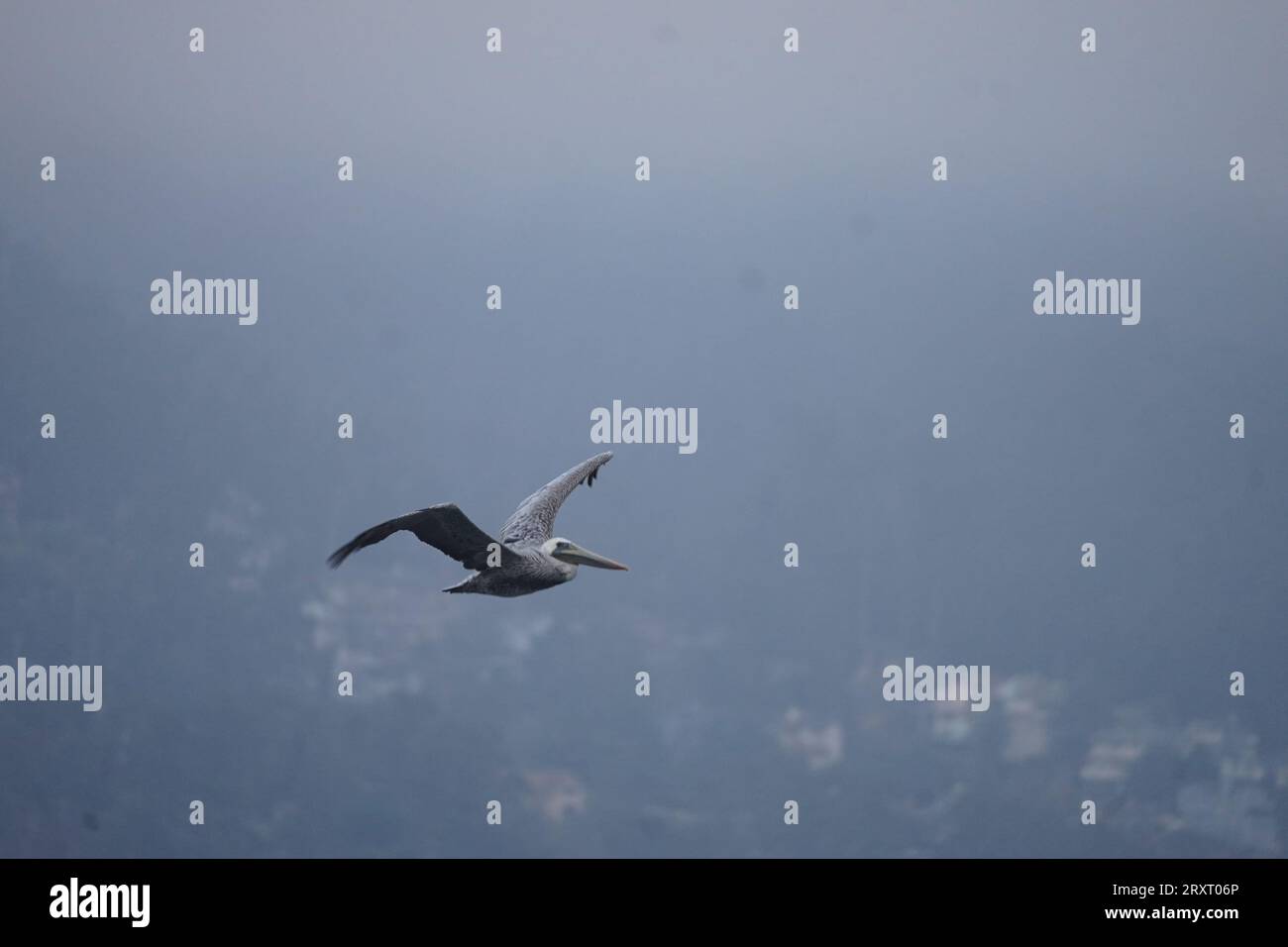 Pacific Coast Highway Stockfoto