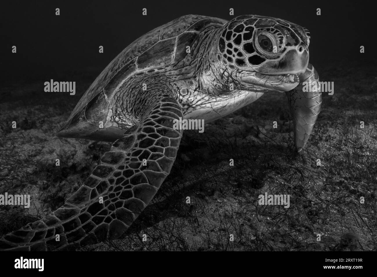 Grüne Schildkröte schwimmt auf dem Seegras des Ngouja-Strandes Mayotte Indischer Ozean Stockfoto