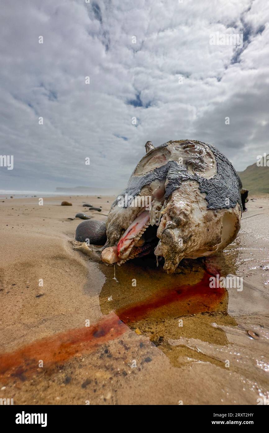 Toter Schweinswal mit Blut, das am Strand in Marske-by-the-Sea, Nord-yorkshire, großbritannien, fließt Stockfoto