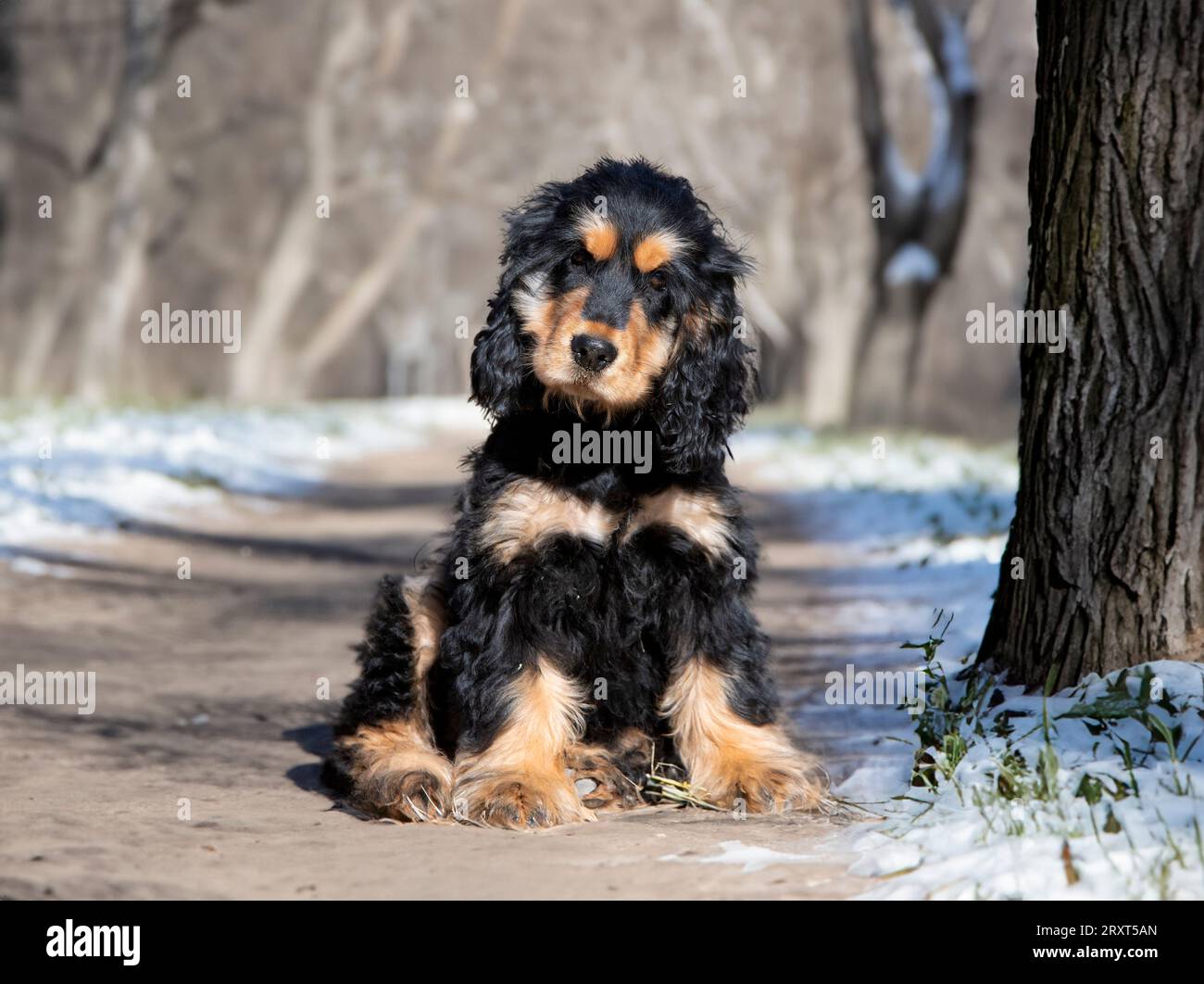 Englischer Cocker Spaniel in der Natur im Winter Stockfoto
