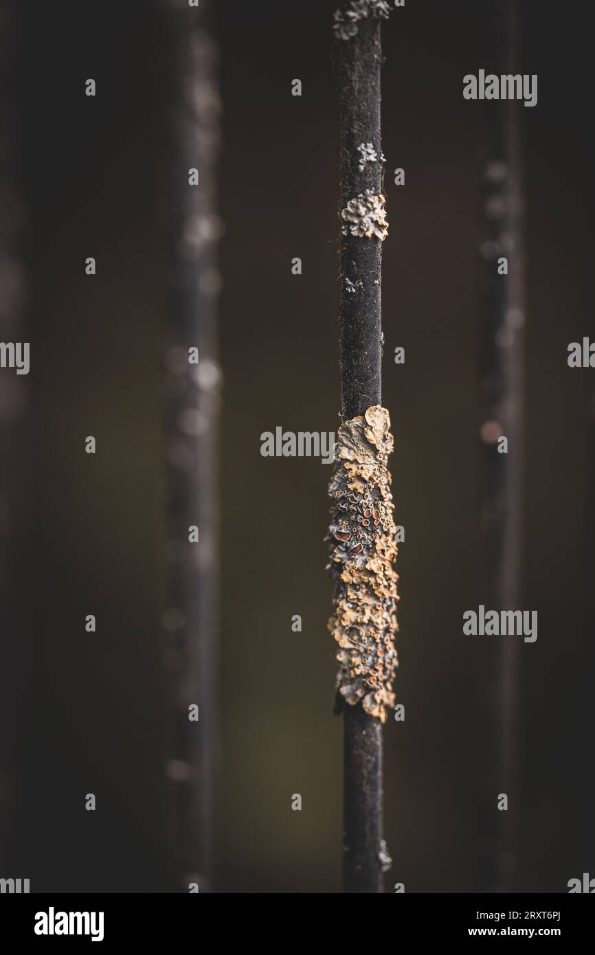 Dunkle Mate Natur, Leben, Blumen, Blätter, Früchte, für Banner, Medienumschläge, Heidekraut, Hintergründe für Motivationszitate, Website-Hintergründe Stockfoto