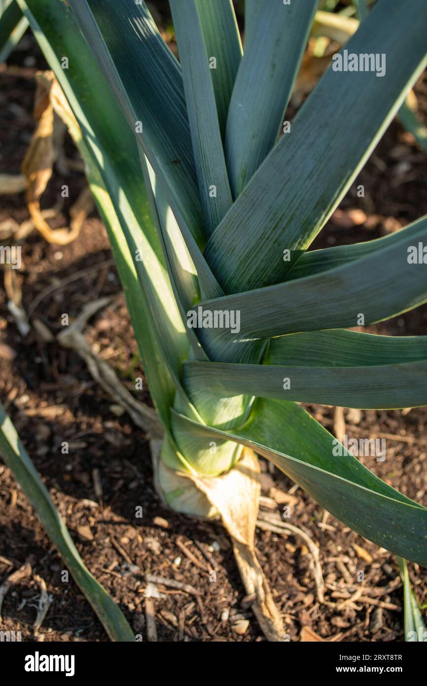 Natürliche Nahaufnahmen von „Blauwgroene Winter Bandit“, Allium porrum „Blauwgroene Winter Bandit“, bei spätsommerem Sonnenschein Stockfoto