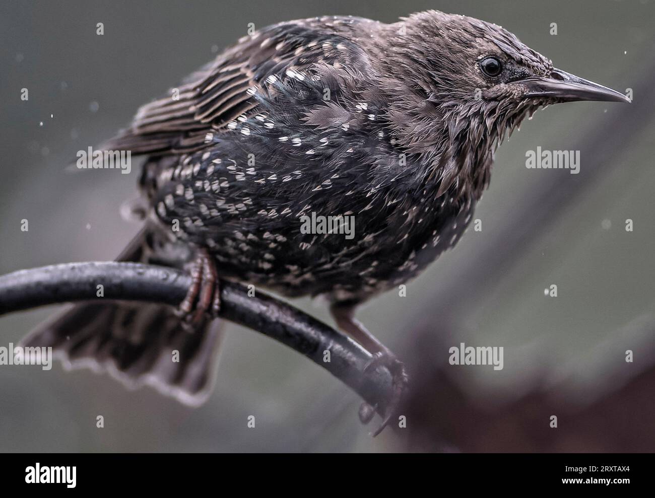 Ein nasser Starling auf einem hohen Barsch Stockfoto