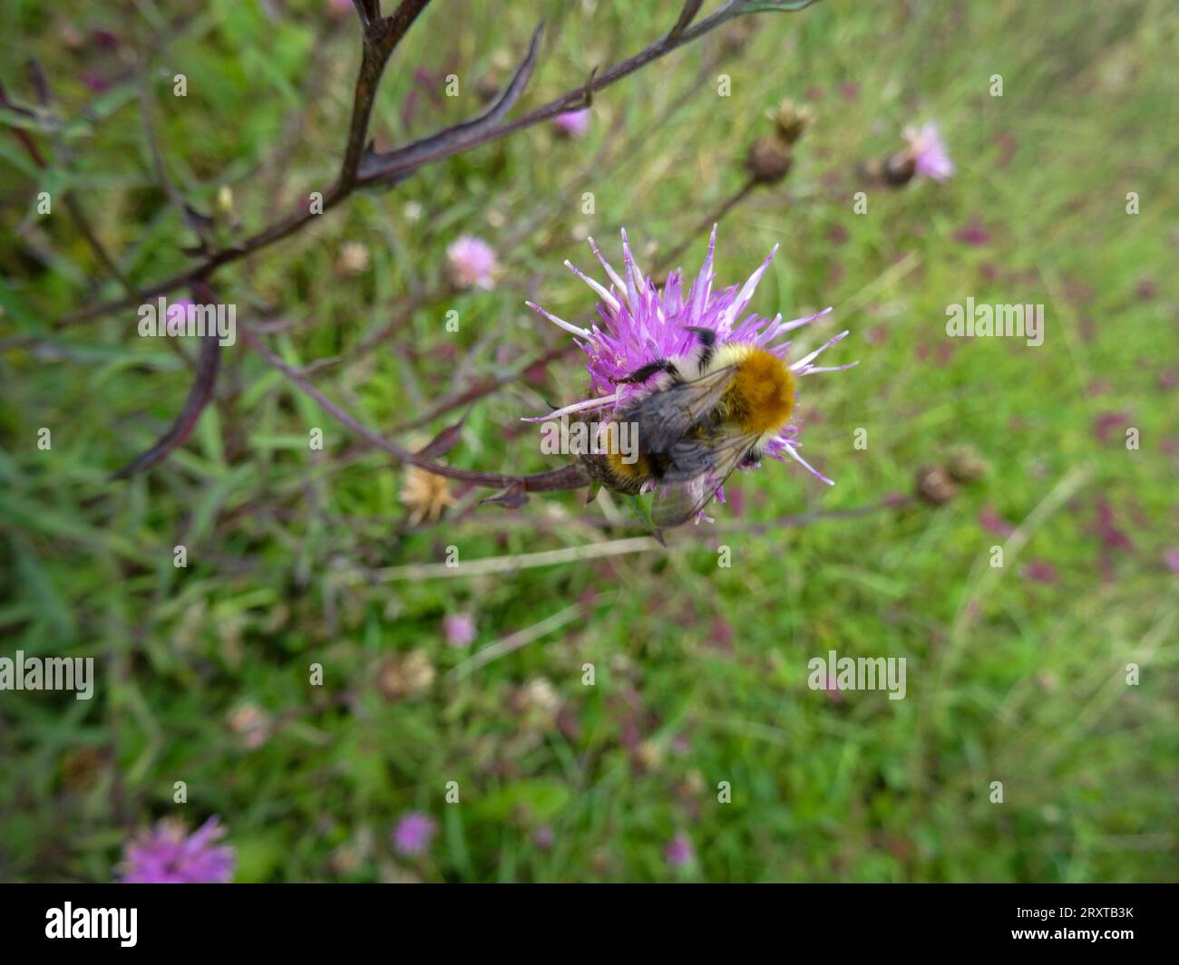 Fleißige Bienen, die sich auf blühende Knapalgen konzentrieren (ich glaube) Stockfoto