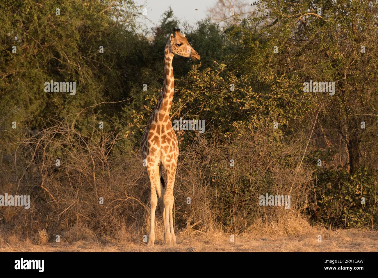 Giraffe bei Sonnenuntergang Stockfoto
