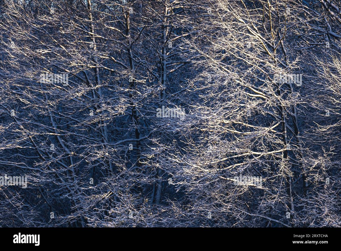 Schneebedeckter Winterwald und eisige Baumzweige als Textur natürlicher Hintergrund Stockfoto