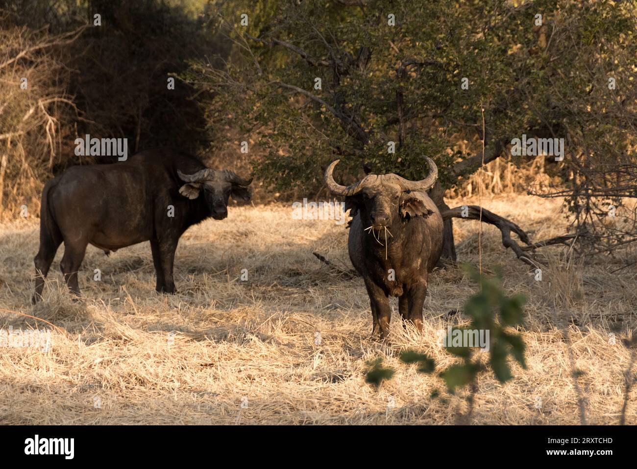 Büffel bei Sonnenuntergang Stockfoto