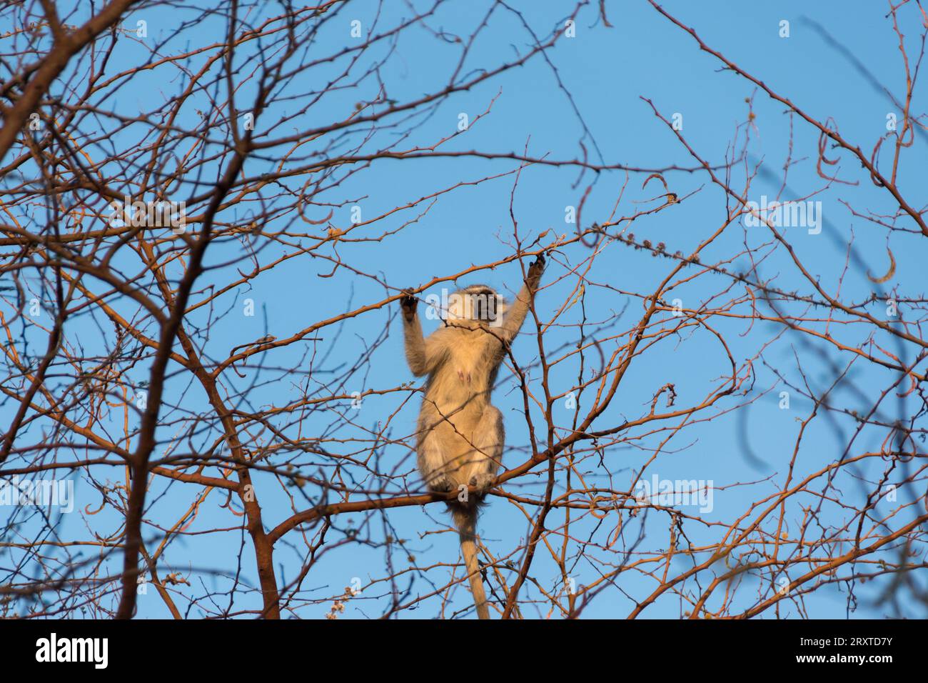 Makaken im Zakouma-Nationalpark, Tschad, Zentralafrika Stockfoto