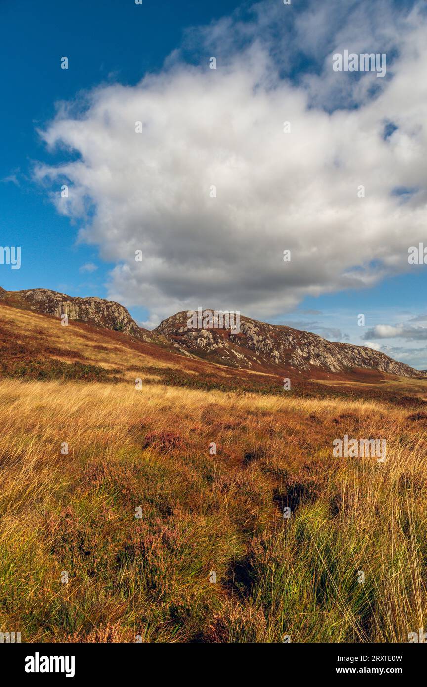 Die Clints of Dromore im Cairnsmore of Fleet National Nature Reserve Galloway, Schottland Stockfoto