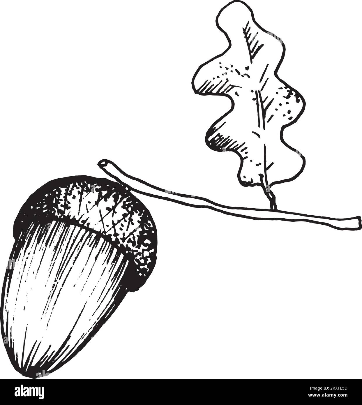 Vektorillustration einer Eichel mit Eichenlaub. Von Hand gezeichnetes Schwarzweiß-Bild. Stock Vektor