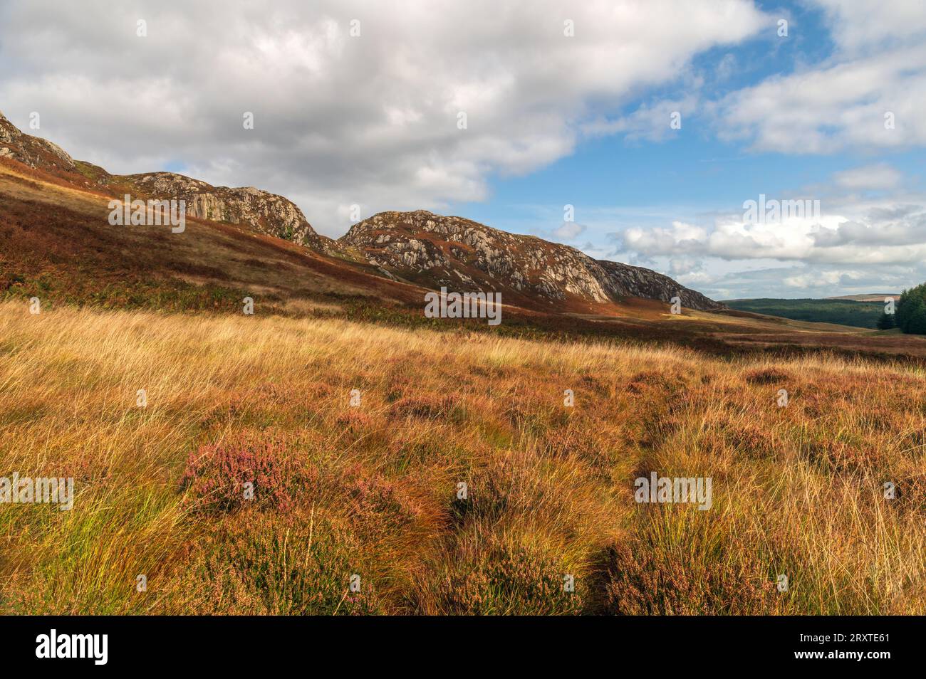 Die Clints of Dromore im Cairnsmore of Fleet National Nature Reserve Galloway, Schottland Stockfoto