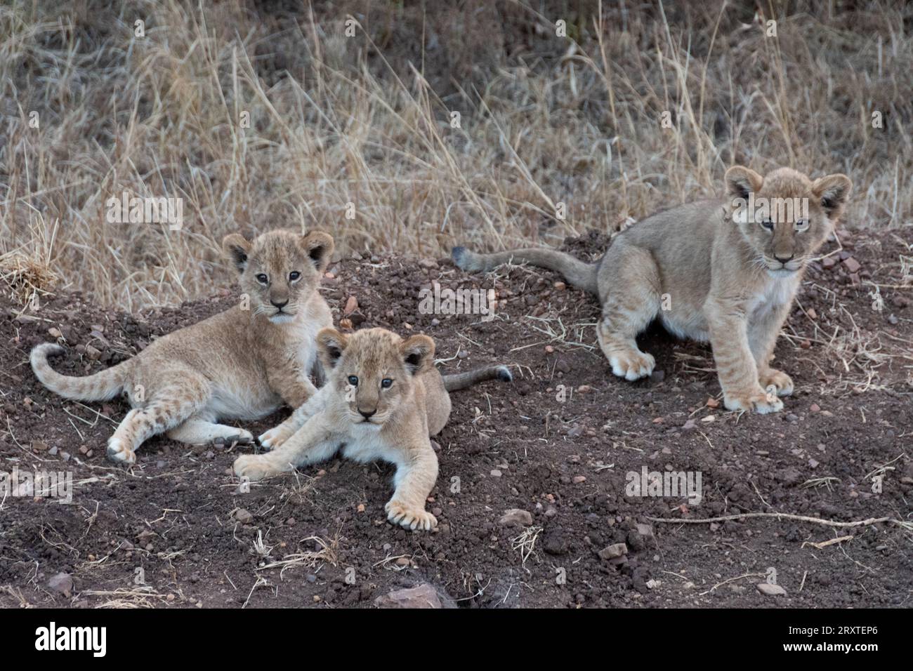 Löwen von Serengeti, Tansania, Afrika Stockfoto