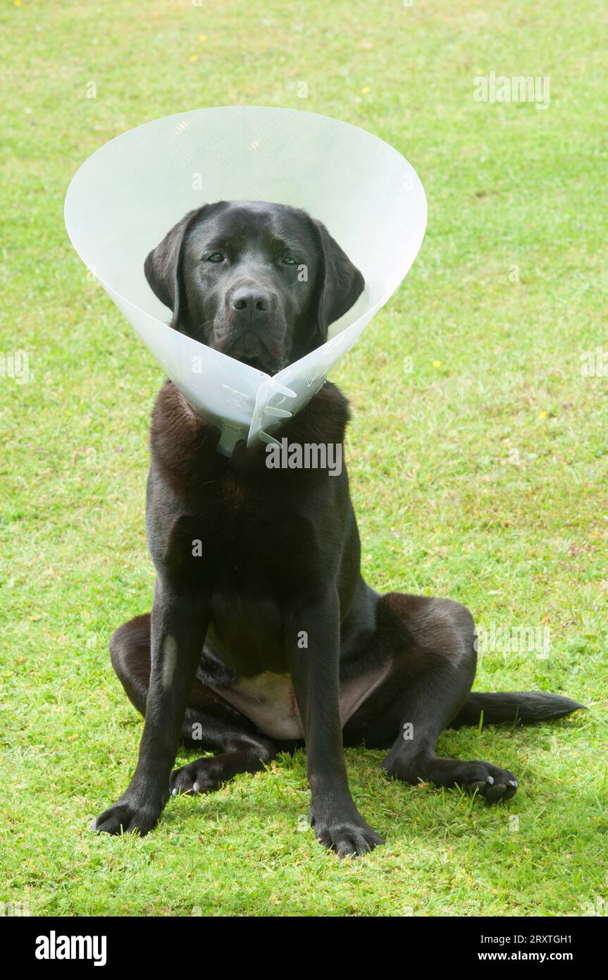 Schwarzer labrador Retriever mit elisabethanischem Kragen, nachdem er sterilisiert wurde - John Gollop Stockfoto