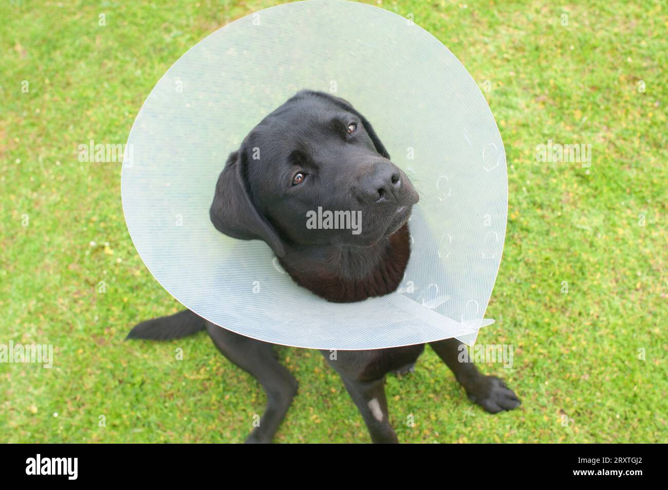 Schwarzer labrador Retriever mit elisabethanischem Kragen, nachdem er sterilisiert wurde - John Gollop Stockfoto