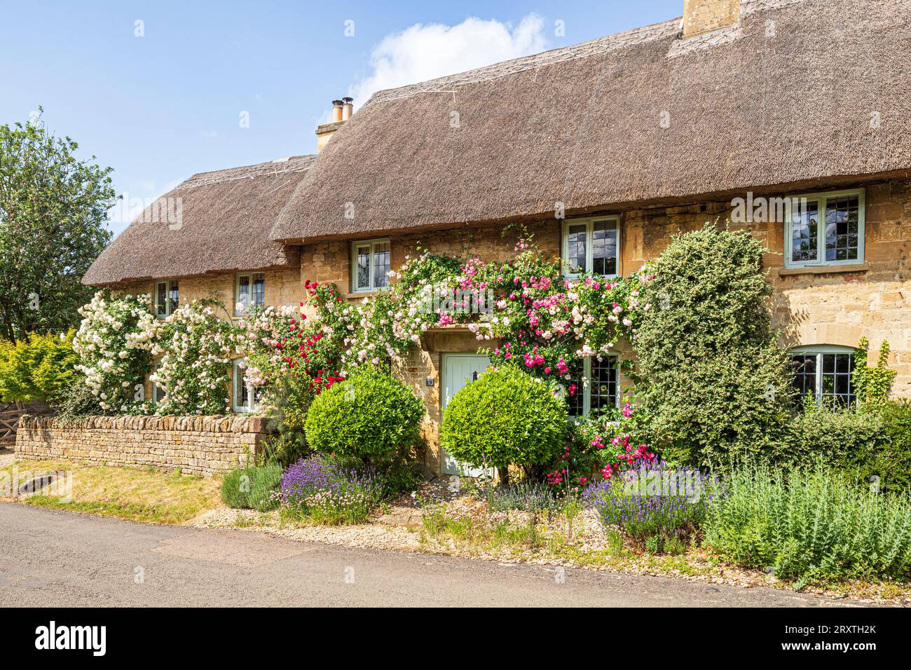Rosen wachsen im Juni auf einem typischen, traditionellen Reetdachhaus im Cotswold-Dorf Taynton, Oxfordshire, England Stockfoto