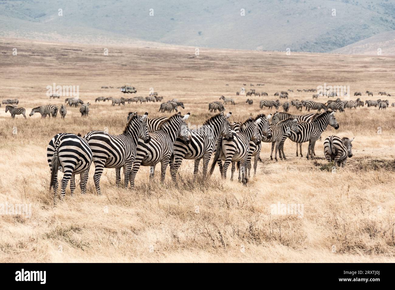 Ngorongoro Krater, Tansania, Afrika Stockfoto