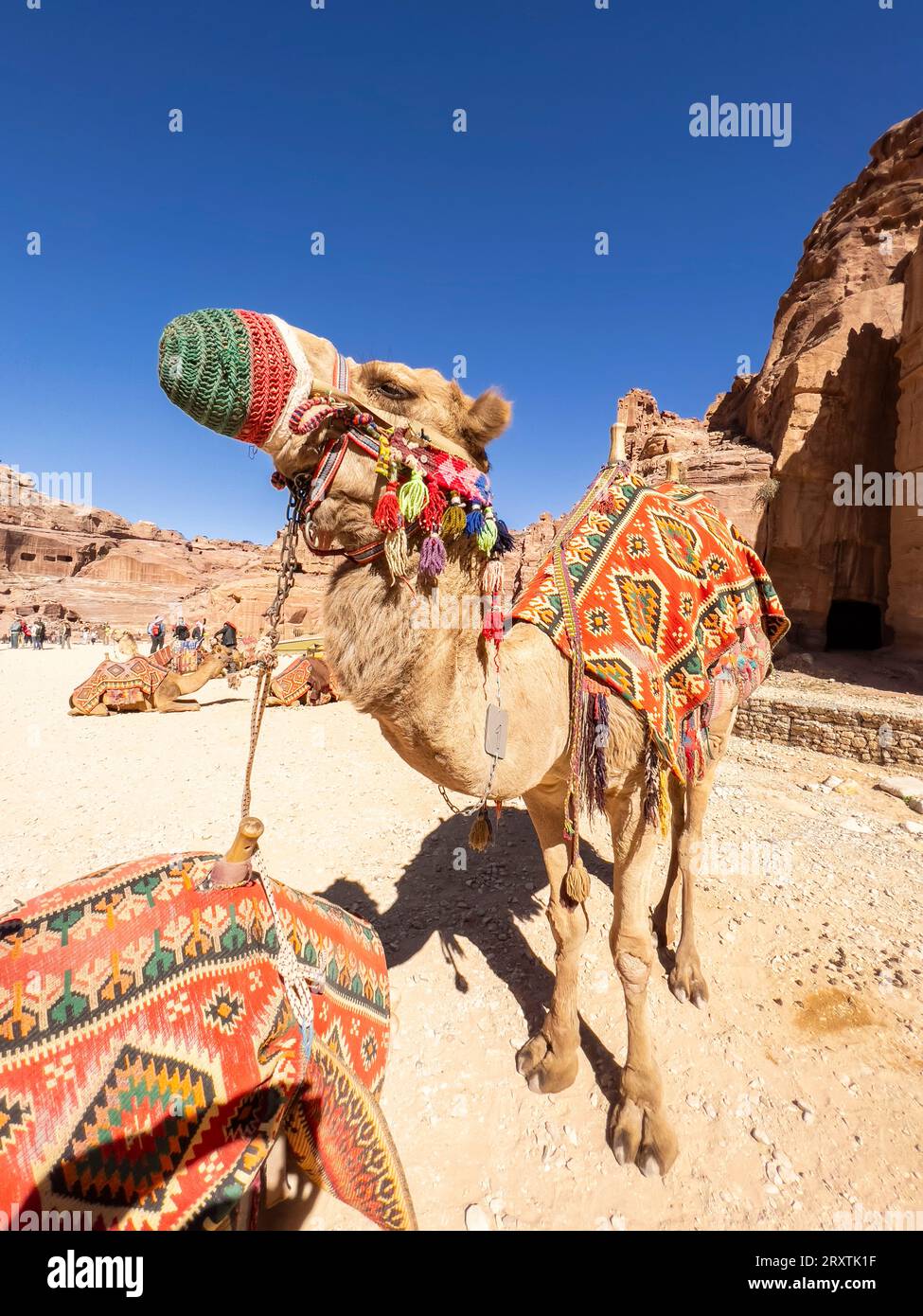 Kamel auf der Straße der Fassaden, Archäologischer Park Petra, UNESCO-Weltkulturerbe, eines der sieben neuen Weltwunder, Petra, Jordanien Stockfoto