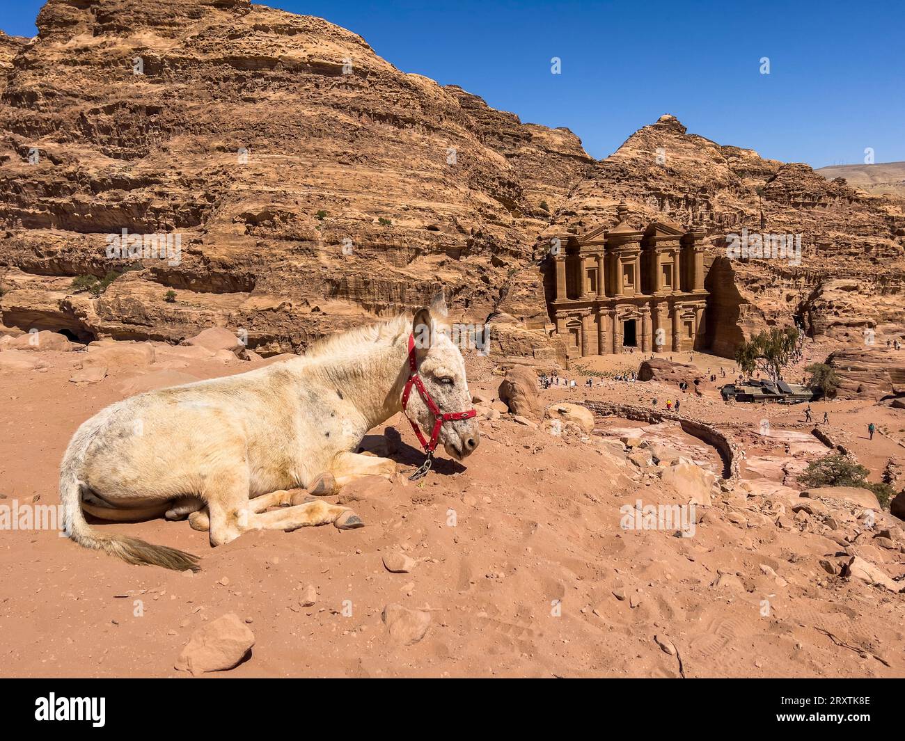 Esel ruht über dem Petra Kloster (Al Dayr), Petra Archäologischer Park, UNESCO, eines der neuen sieben Weltwunder, Petra, Jordanien Stockfoto