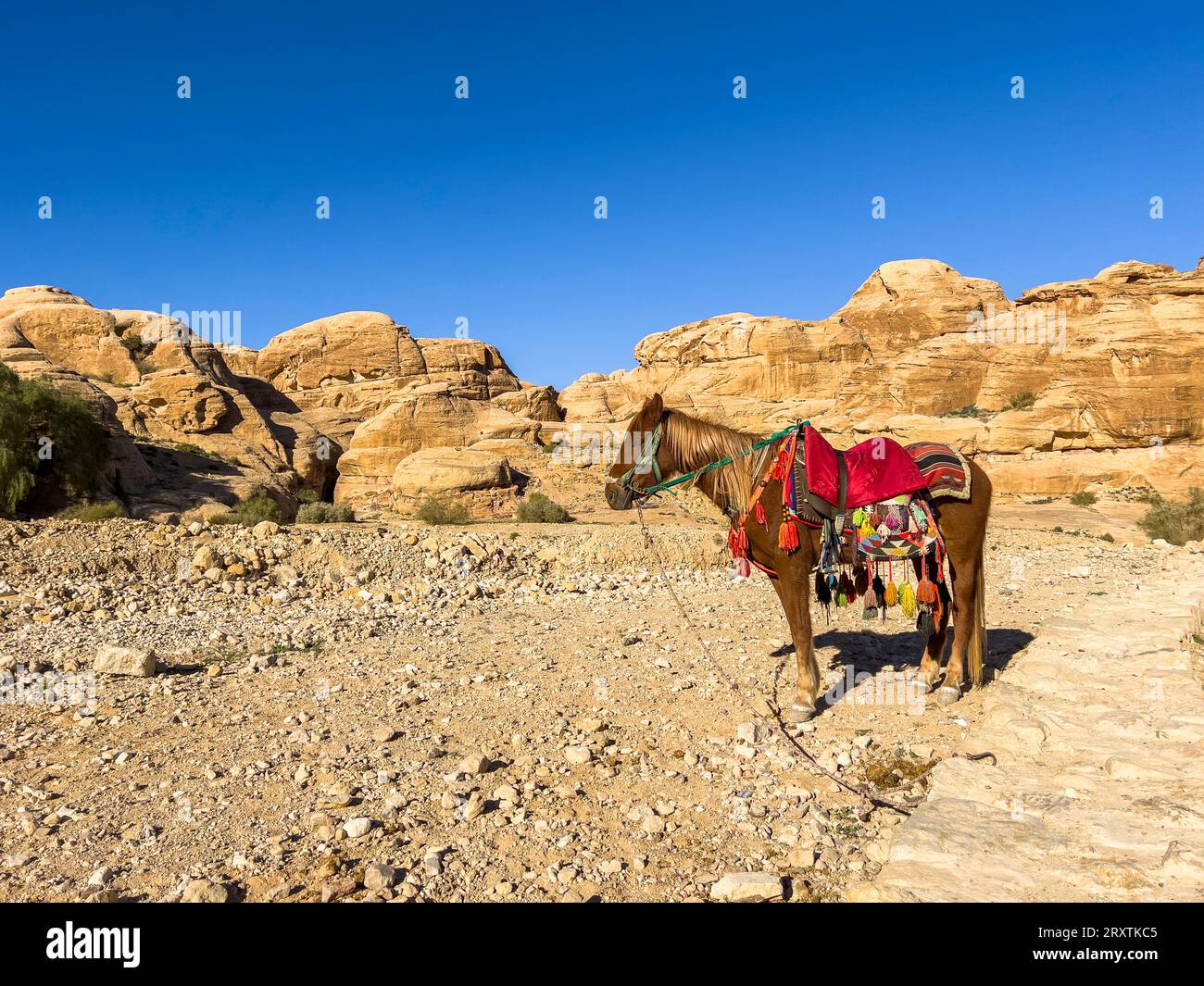Jordanisches Pferd, Petra Archaeological Park, UNESCO-Weltkulturerbe, eines der Neuen Sieben Weltwunder, Petra, Jordanien, Naher Osten Stockfoto