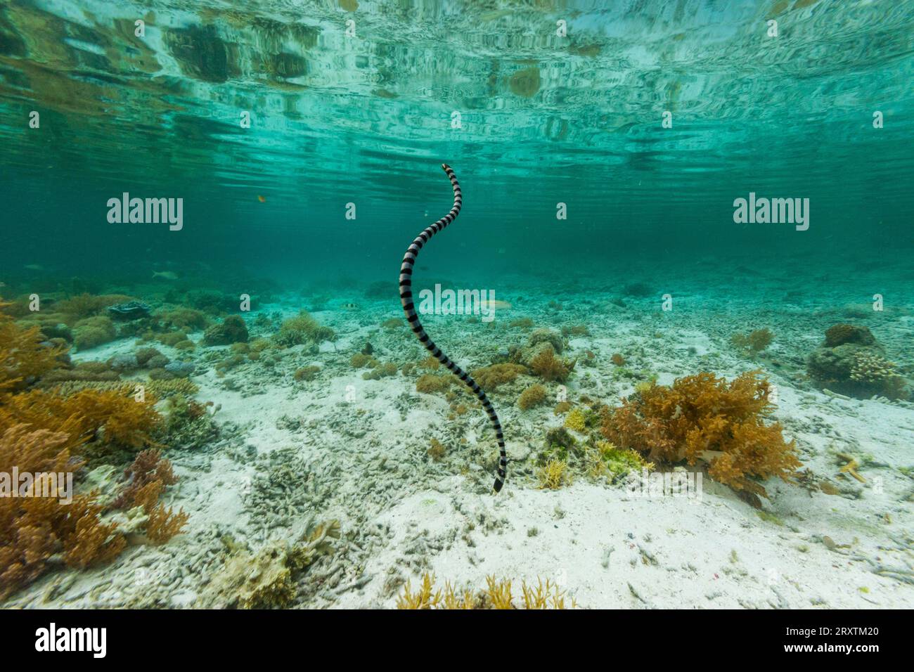 Ein erwachsener gebänderter Seekrait (Laticauda colubrina) vor der Insel Bangka, vor der nordöstlichen Spitze von Sulawesi, Indonesien, Südostasien, Asien Stockfoto