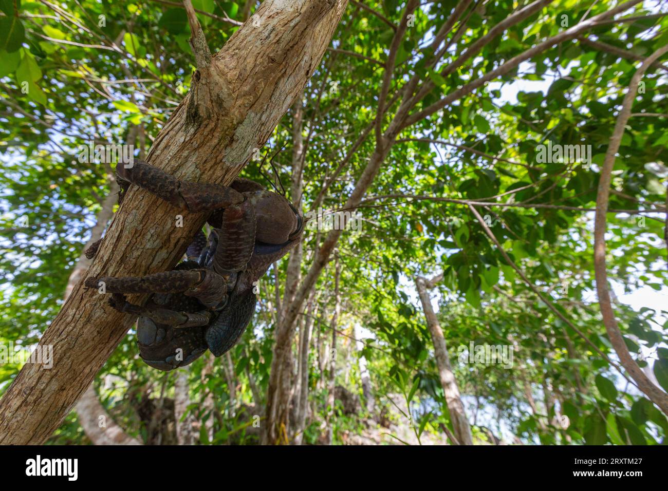 Eine erwachsene Kokoskrabbe (Birgus latro) an Land auf Gam Island, Raja Ampat, Indonesien, Südostasien, Asien Stockfoto