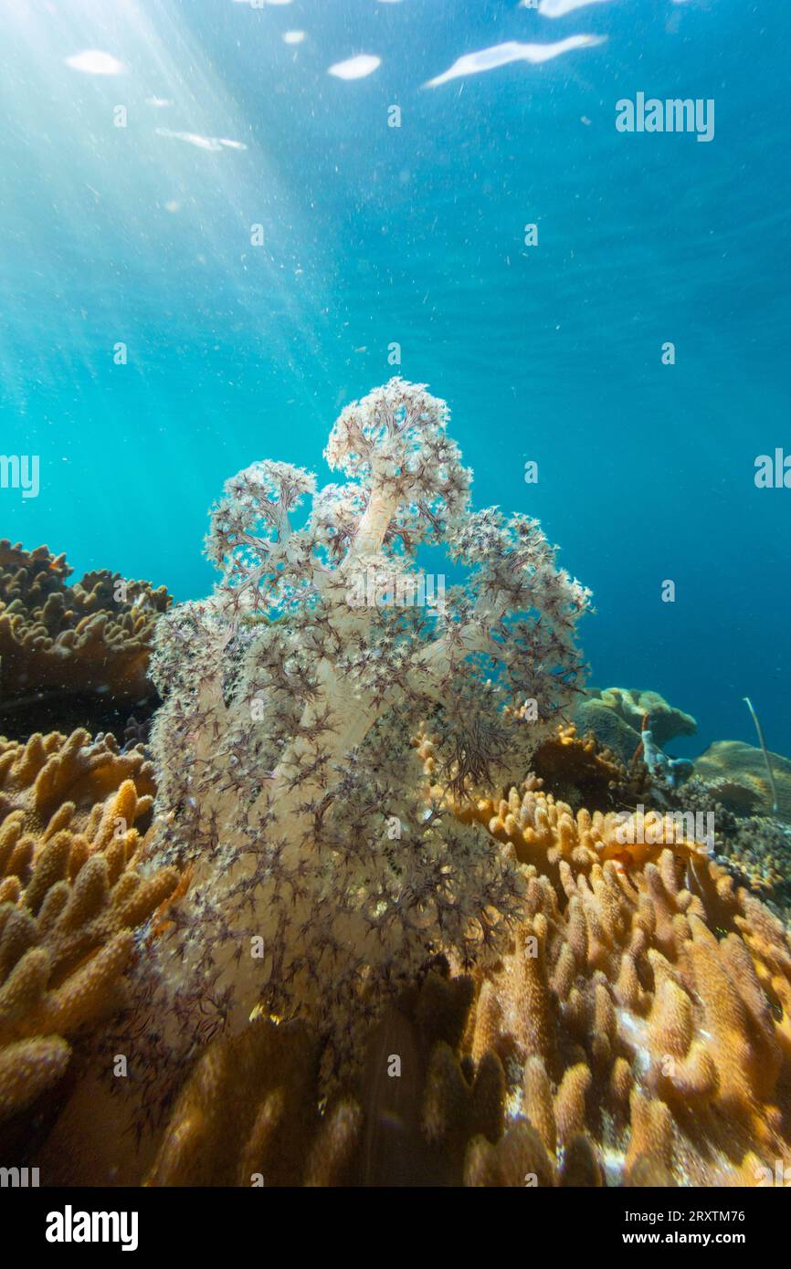 Nahaufnahme von Korallenpolypen, dem Hausriff an der Freewin Wall, Raja Ampat, Indonesien, Südostasien, Asien Stockfoto