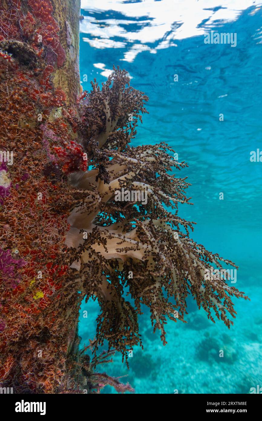 Verkrustungsschwämme, Weichkorallen und andere Invertabraten, die auf den Pillen am Arborek Reef, Raja AMPA, Indonesien, Südostasien, Asien leben Stockfoto