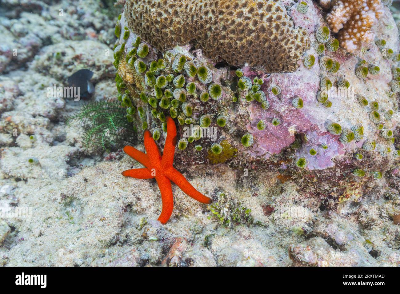 Ein erwachsener Luzon-Seestern (Echinaster luzonicus) in den flachen Riffen vor Bangka Island, Indonesien, Südostasien, Asien Stockfoto