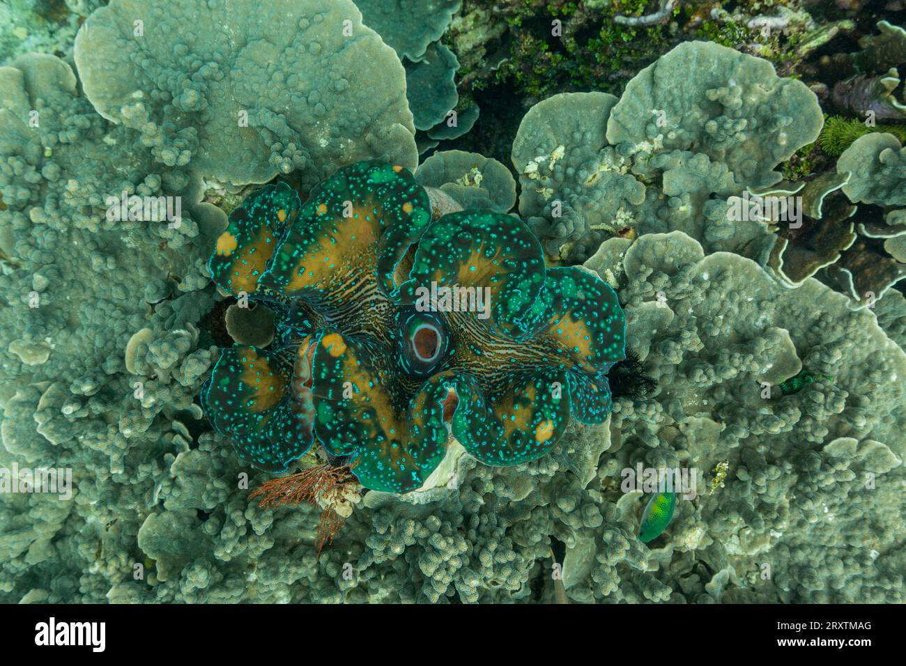Riesen-Tridacna-Muscheln, Gattung Tridacna, in den flachen Riffen vor Wayag Bay, Raja Ampat, Indonesien, Südostasien, Asien Stockfoto
