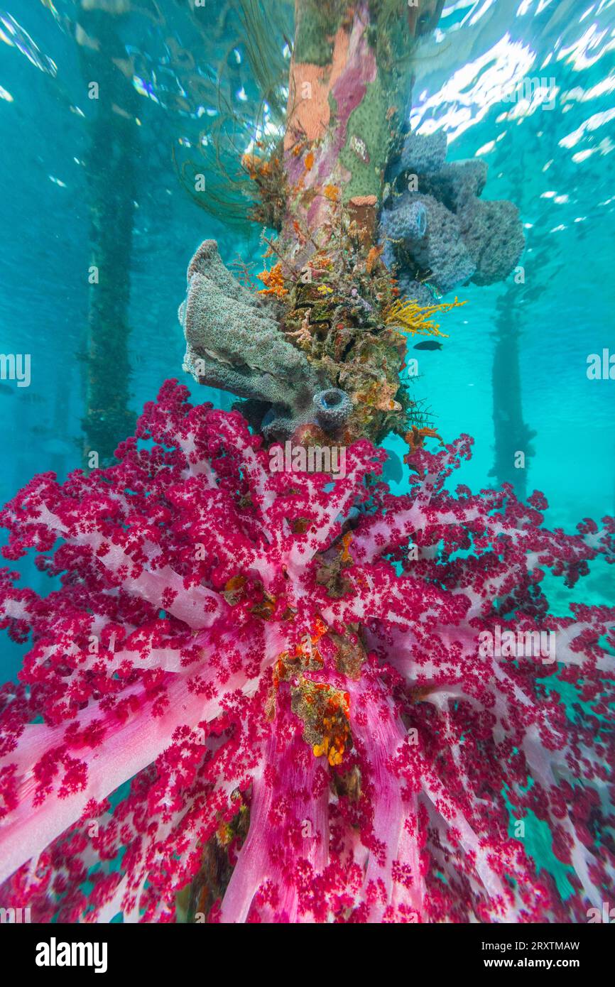Weichkorallen der Gattung Scleronephthya in den flachen Gewässern vor dem Arborek Reef, Raja Ampat, Indonesien, Südostasien, Asien Stockfoto